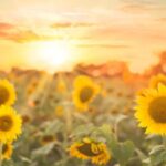 *Healing op afstand voor je rust en geluk (belangrijker)