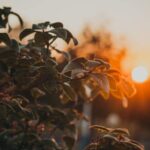 *Meditatie om de energie van geluk te laten stromen (belangrijker)