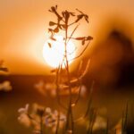 *Interessante vraagstukken over vorige levens (leuk)