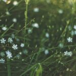 *Les: leren magnetiseren: de 5 energieën (belangrijker)