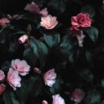 *Welkom: wat is jouw sterrenbeeld? (belangrijker)