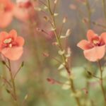 *Les: leren magnetiseren: de 5 energieën (belangrijker)