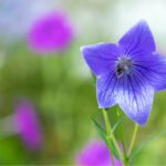 *Meditatie om de helende energie te channelen (belangrijker)