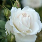 *Les: leren magnetiseren: variaties en toepassingen (belangrijker)