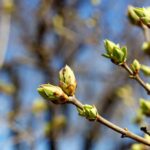 *Welkom: wat is jouw sterrenbeeld? (belangrijker)