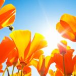 *Welkom: wat zou jij willen doen met je creatiekracht? (belangrijker)