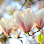 *Meditatie om helderheid te creëren over je pad (belangrijker)