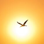 *Healing op afstand om je gewoon helende energie te geven (belangrijker)