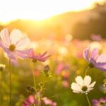 *Meditatie om je magische krachten te activeren (belangrijker)