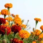 *Afsluiting: volle maan meditatie (belangrijker)